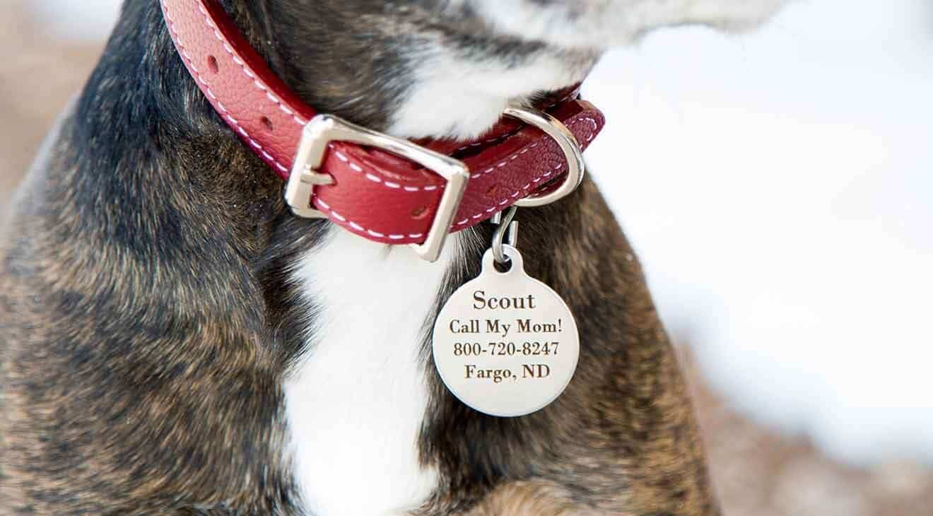 Reunited and It Feels So Good: Your Pet Needs ID