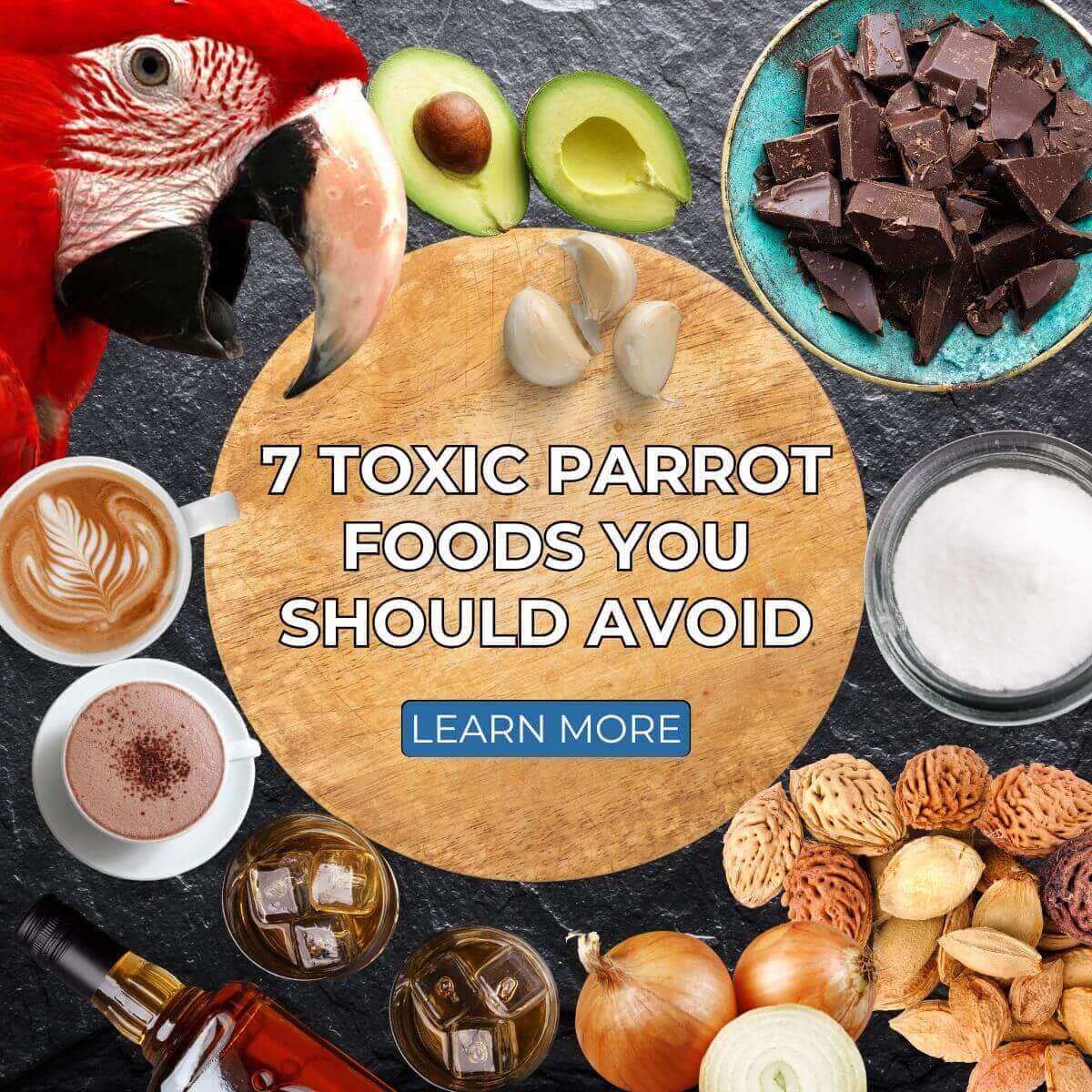 7 Toxic Parrot Foods You Should Avoid