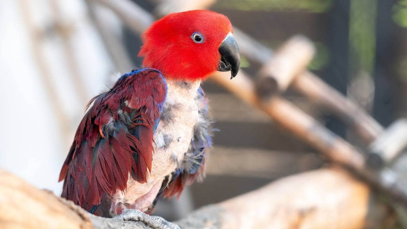 Eclectus with Plucked Feathers