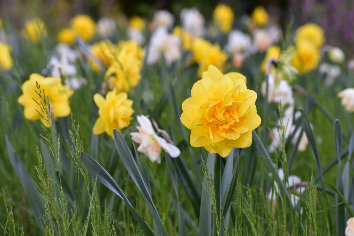 Sherborne Daffodil
