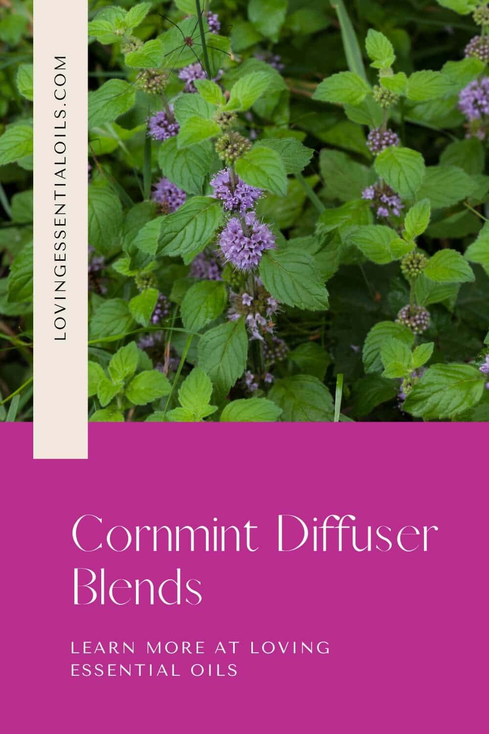 Corn Mint Diffuser Blends
