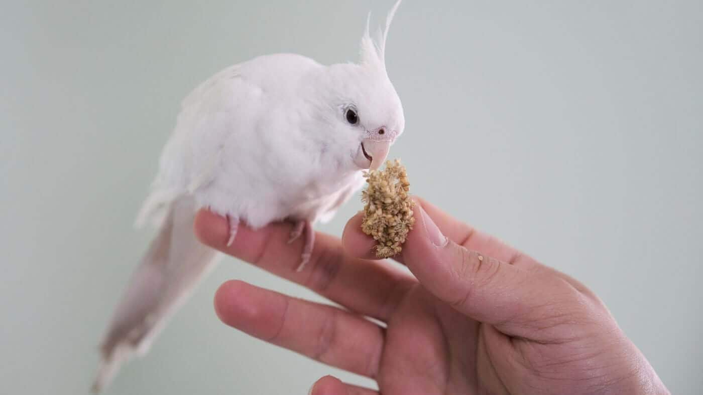 What Do Cockatiels Eat?