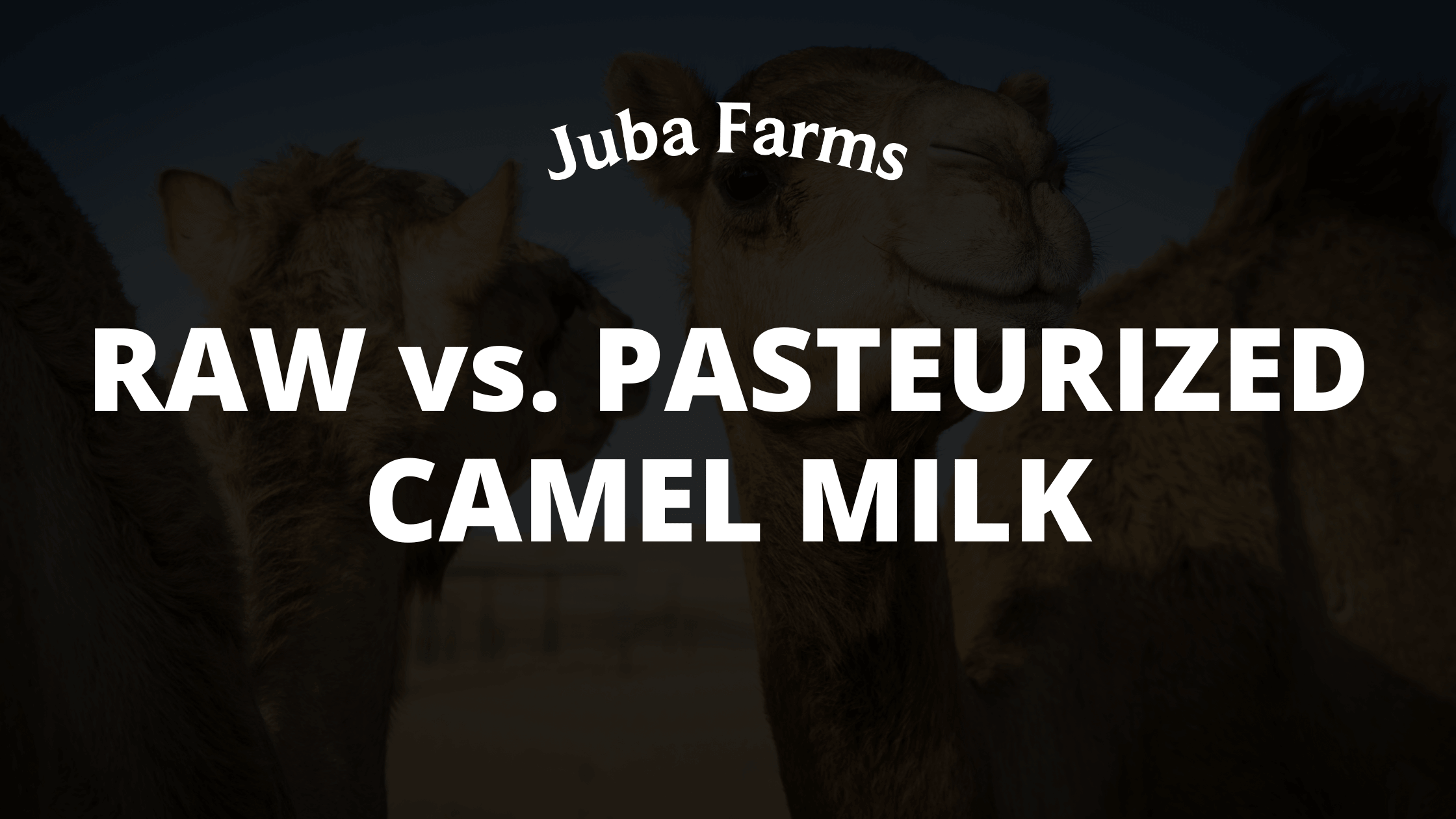 Raw Camel Milk vs Pasteurized: What’s Best?