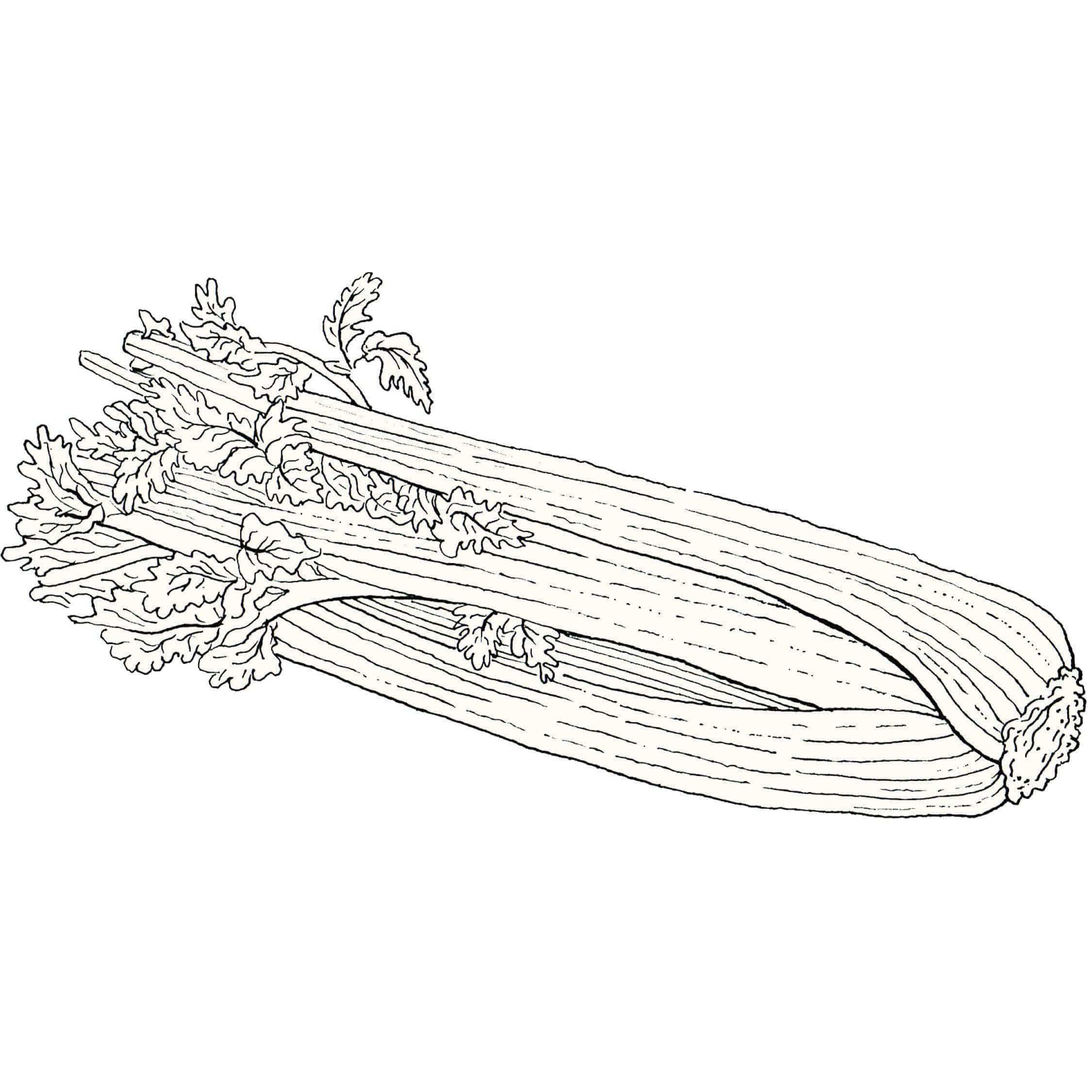Dos & Don'ts of Celery
