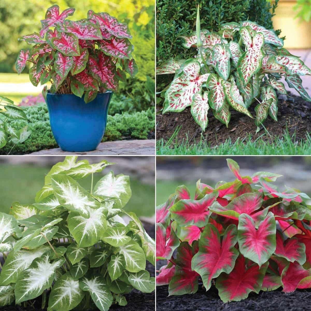 Sun Tolerant Caladiums - Longfield Gardens