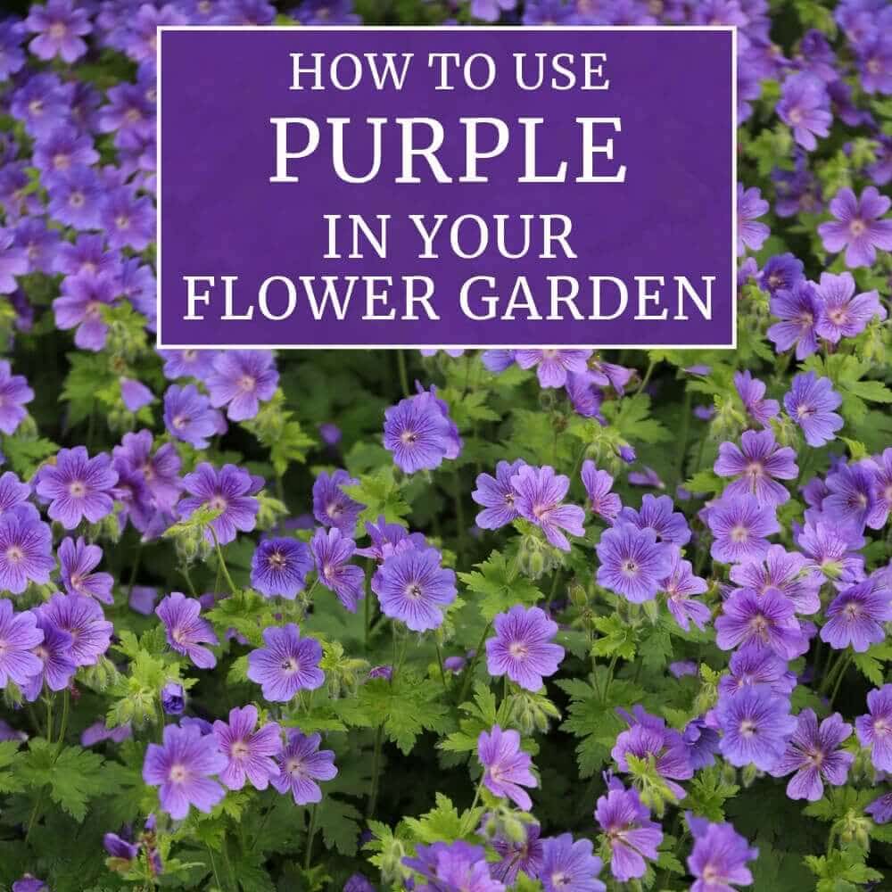 How to Use Purple in Your Flower Garden