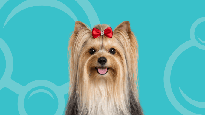 Yorkshire Terrier Temperament