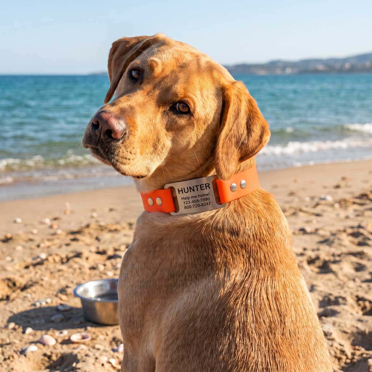 Yellow Labrador Wearing Blaze Orange Waterproof ScruffTag Collar at Beach