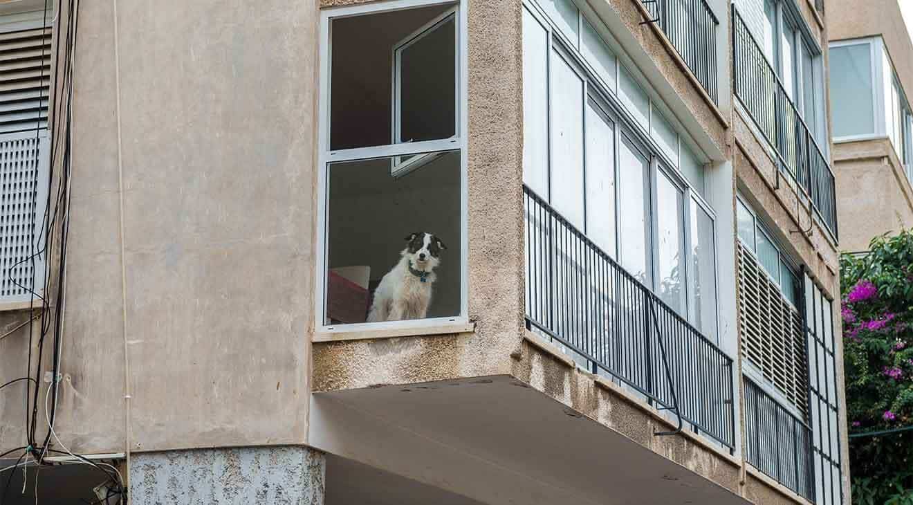 Keeping Your Dog Happy & Healthy in an Apartment