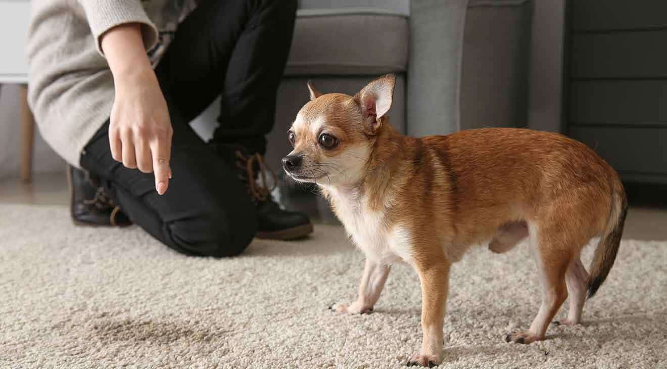 6 Tips to Stop Your Dog From Marking in the House