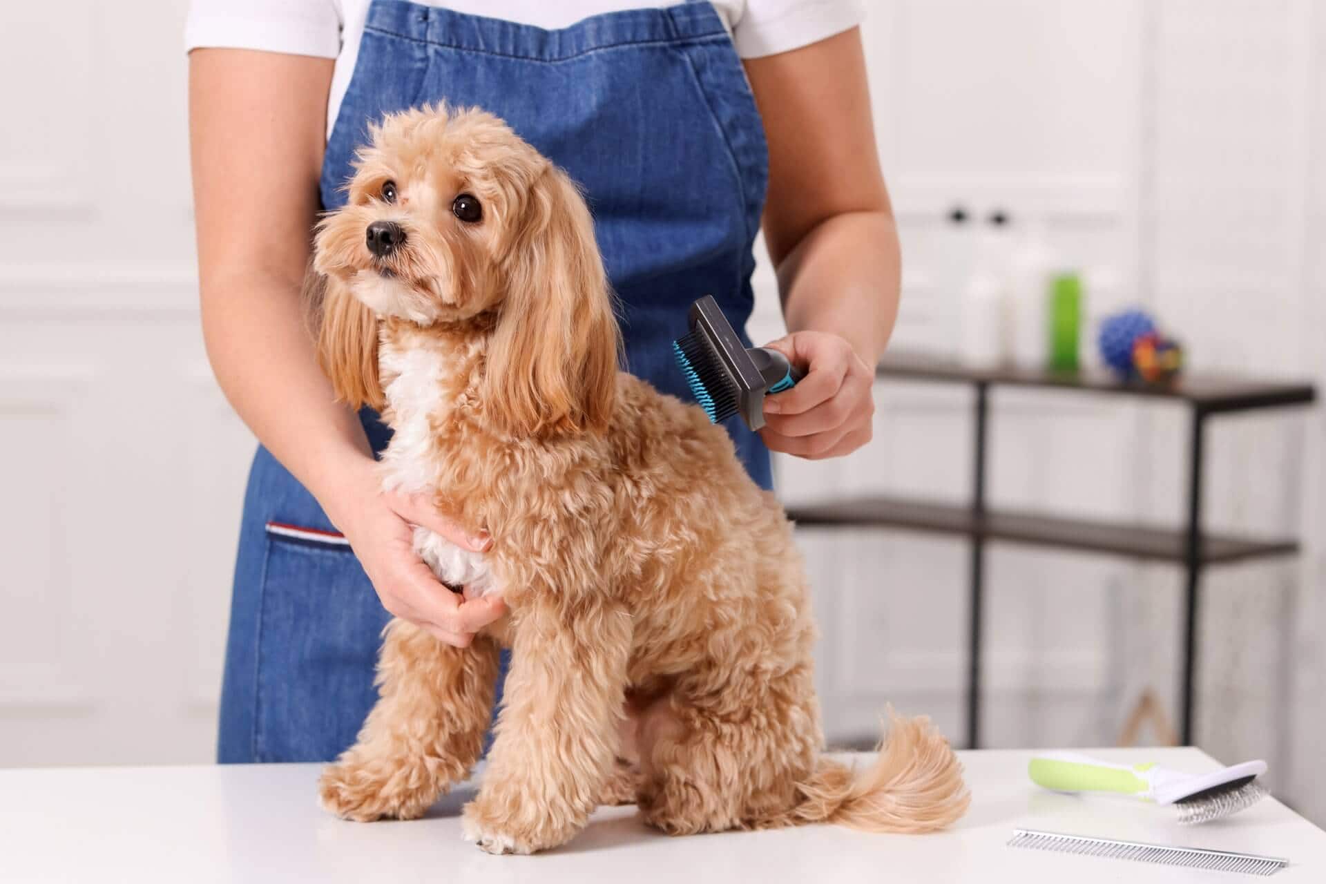 4 WAYS TO CALM YOUR ANXIOUS PUP FOR THE GROOMER