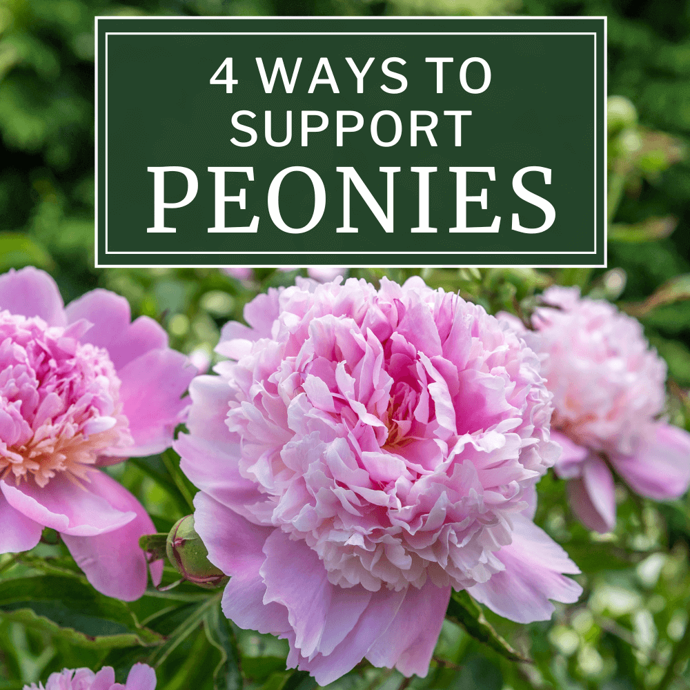 4 Ways to Support Peonies from Falling Over