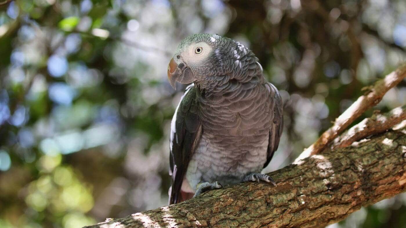 Timneh African Grey