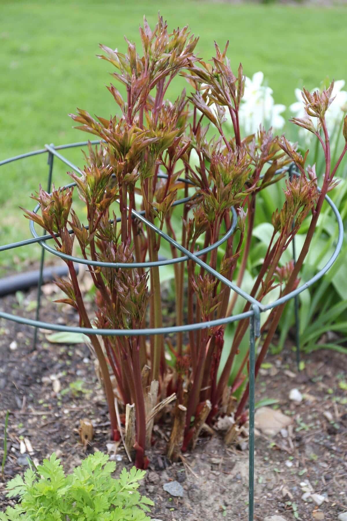 peony-support