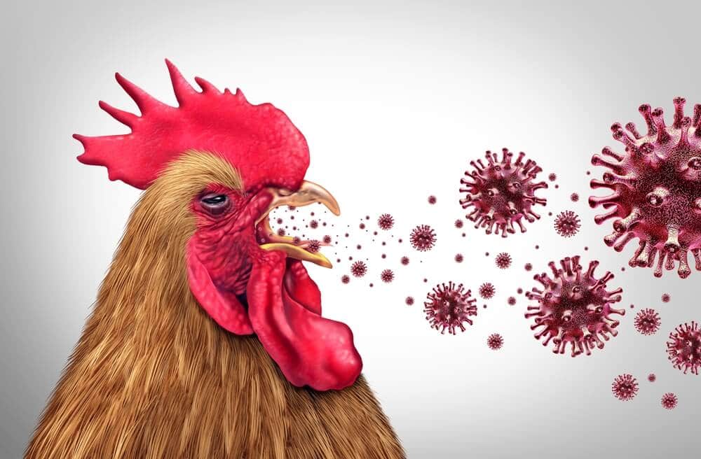 How to Prevent Marek's Disease in Chickens