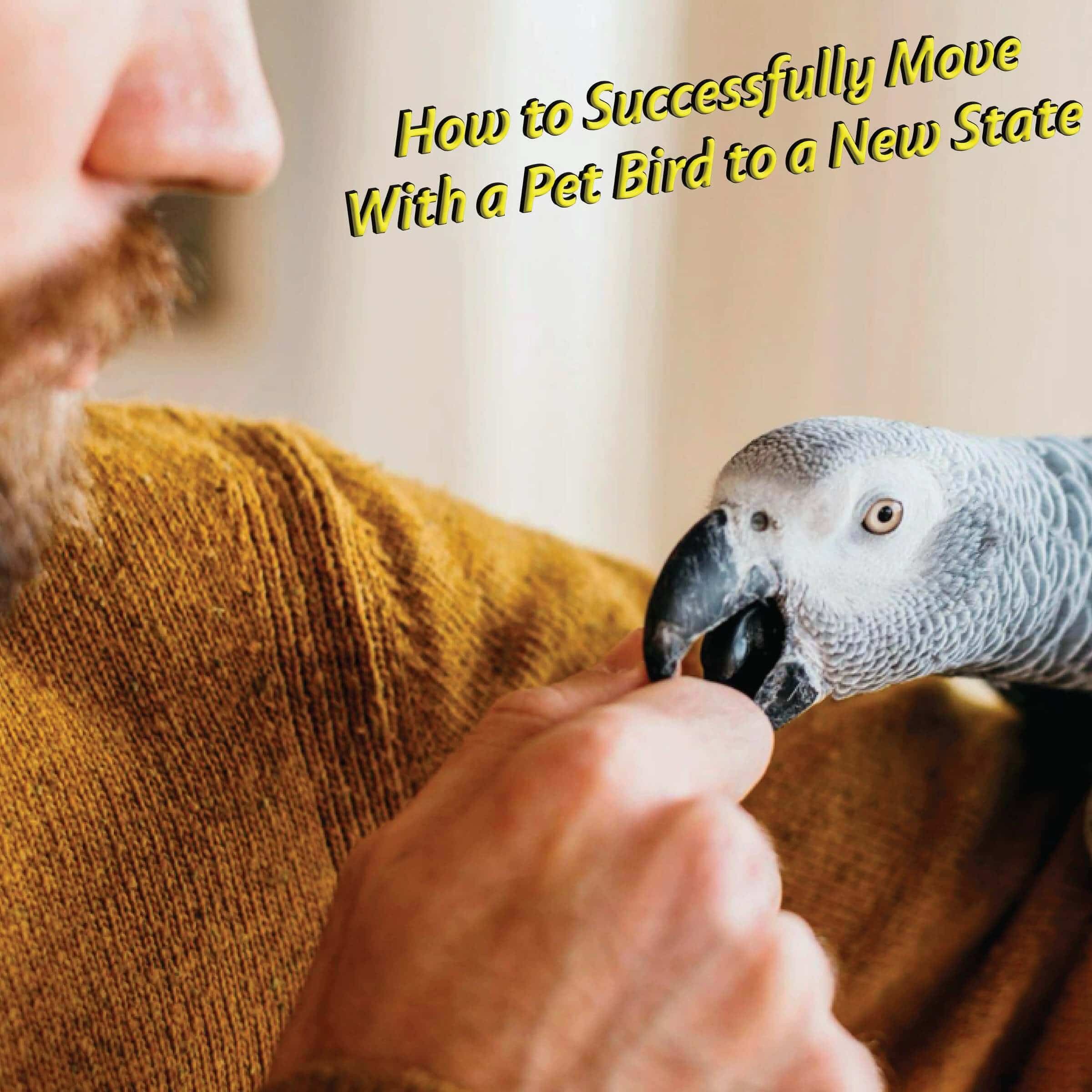 How to Successfully Move With a Pet Bird to a New State