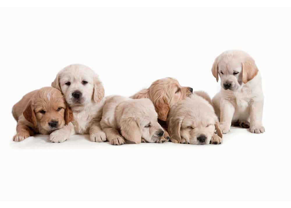 What Dog Supplies You Need for a New Dog