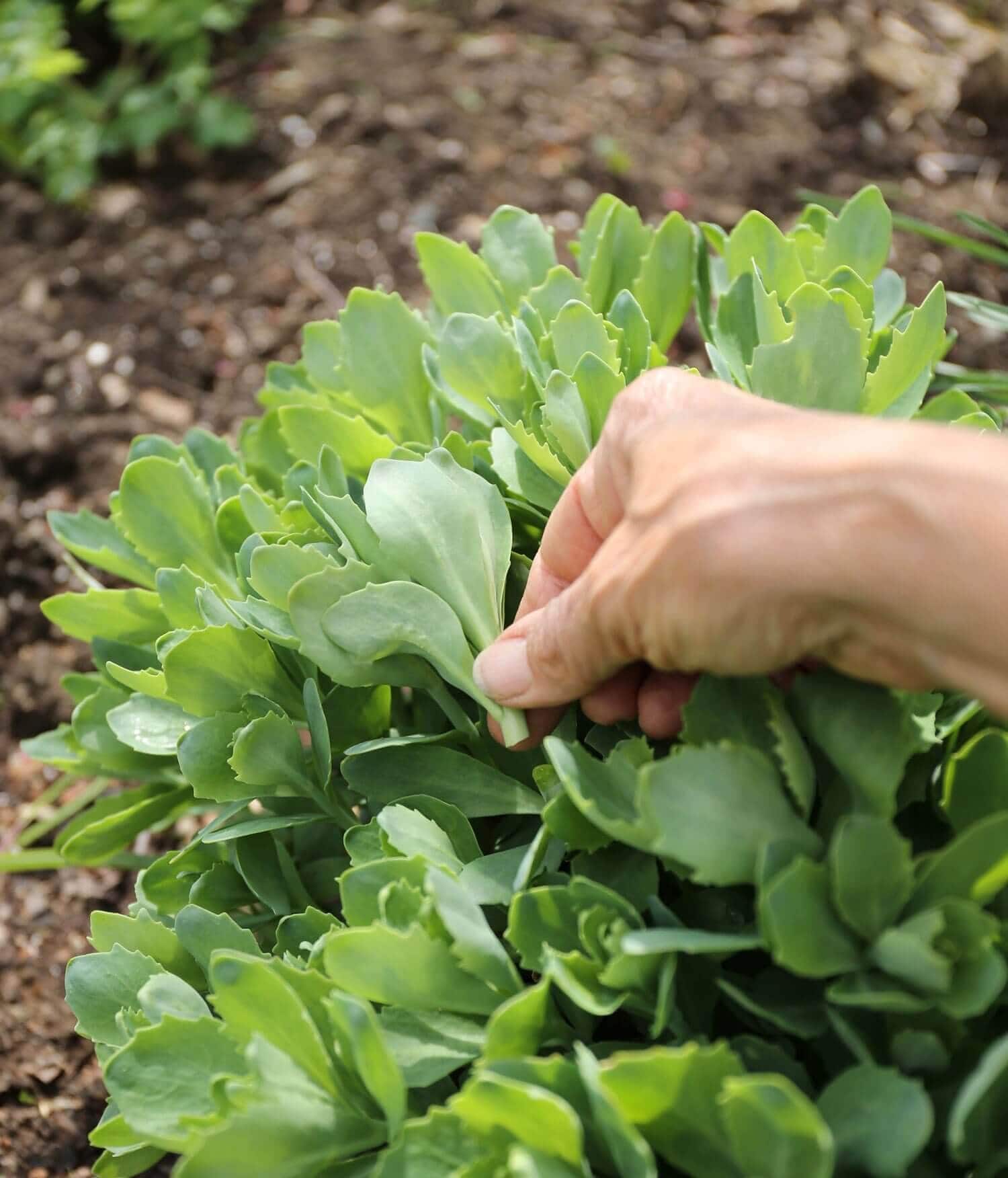 The Chelsea Chop How and Why to Prune Perennials - Longfield Gardens