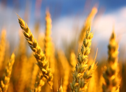 Golden wheat stalks swaying in sunlight, representing gluten-containing grains discussed in skincare sensitivity