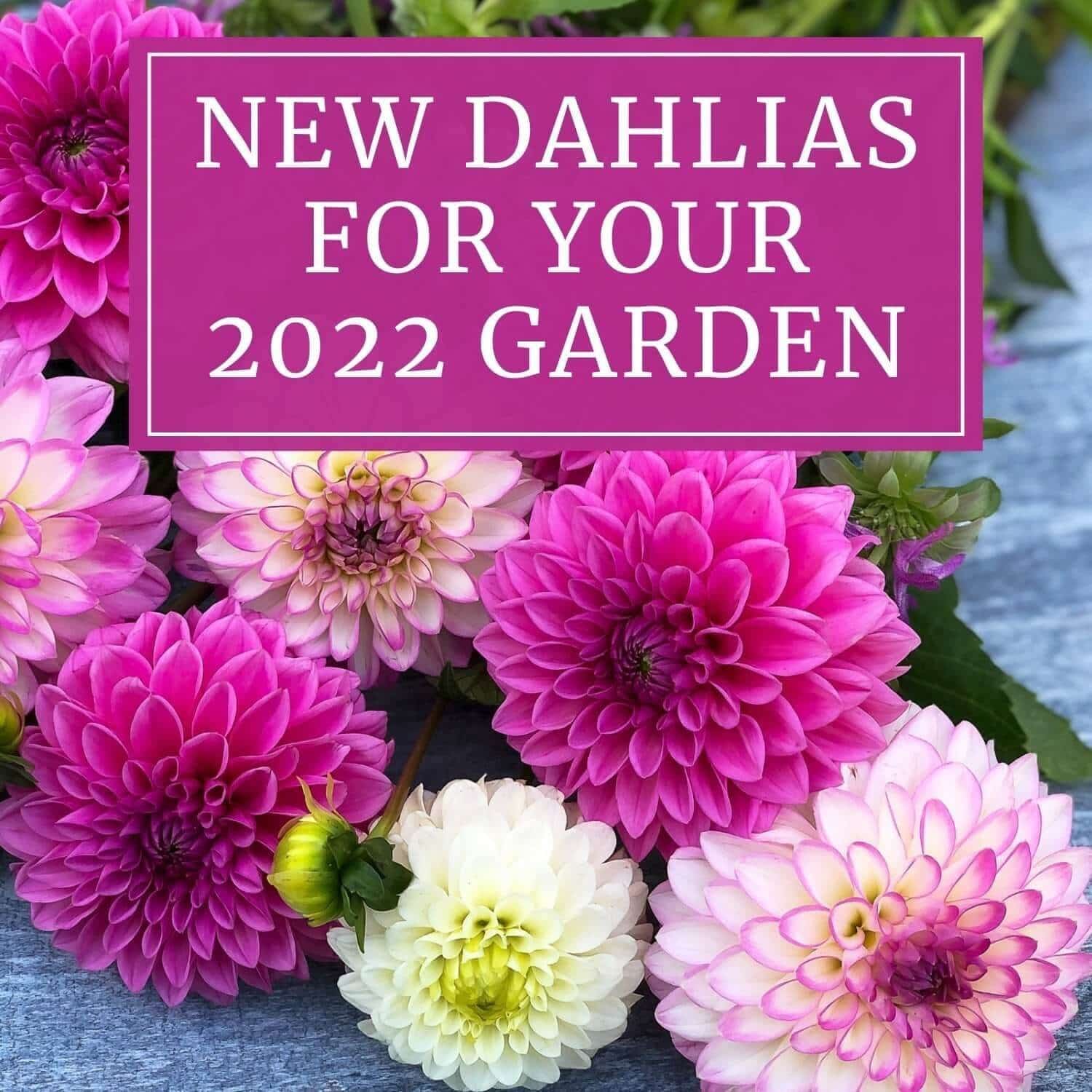 New Dahlias for 2022 - Longfield Gardens