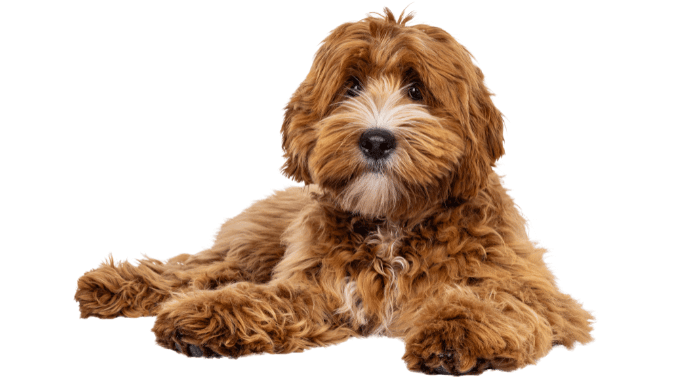 Labradoodle Generations