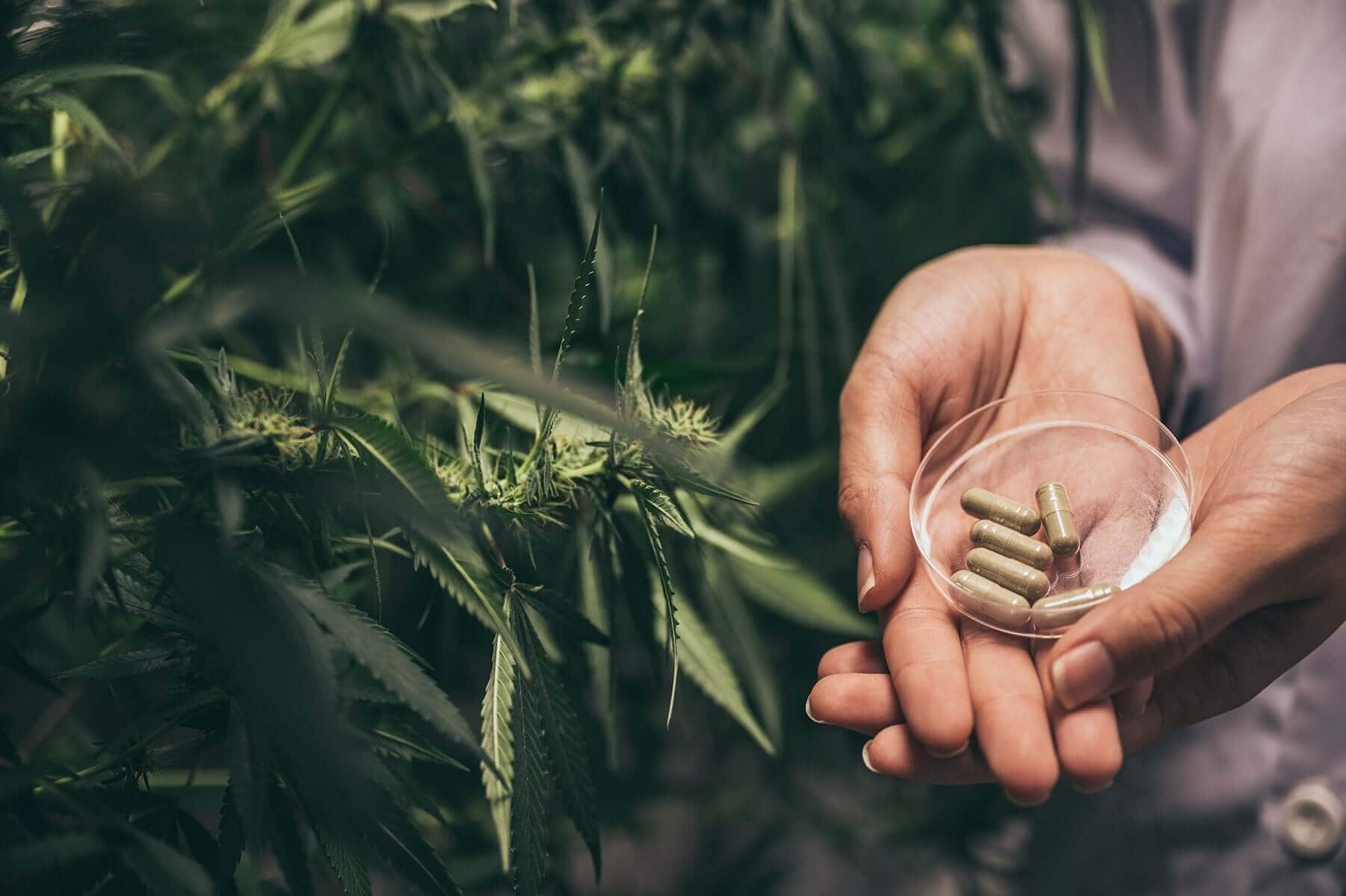 Hands holding a small glass dish of capsules in front of leafy hemp plants