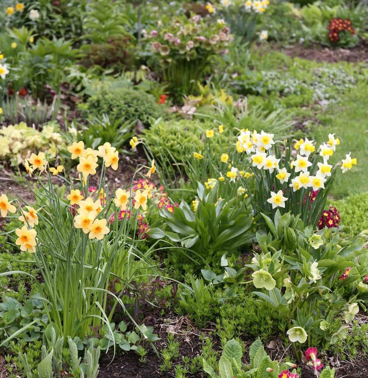 Companion Plants for Spring Bulbs - Longfield Gardens