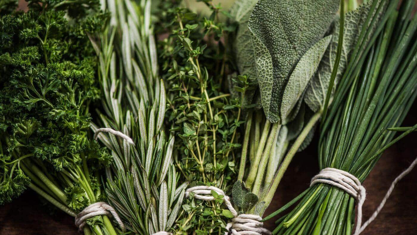 Herbs for Parrots