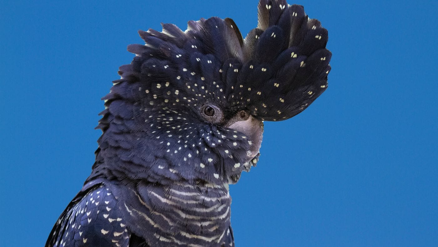 Cockatoo displaying raised crest and feather posture as an example of parrot body language and visual communication.