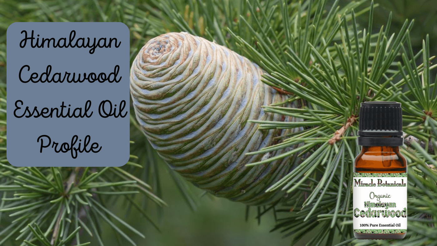 Himalayan Cedarwood Essential Oil Profile