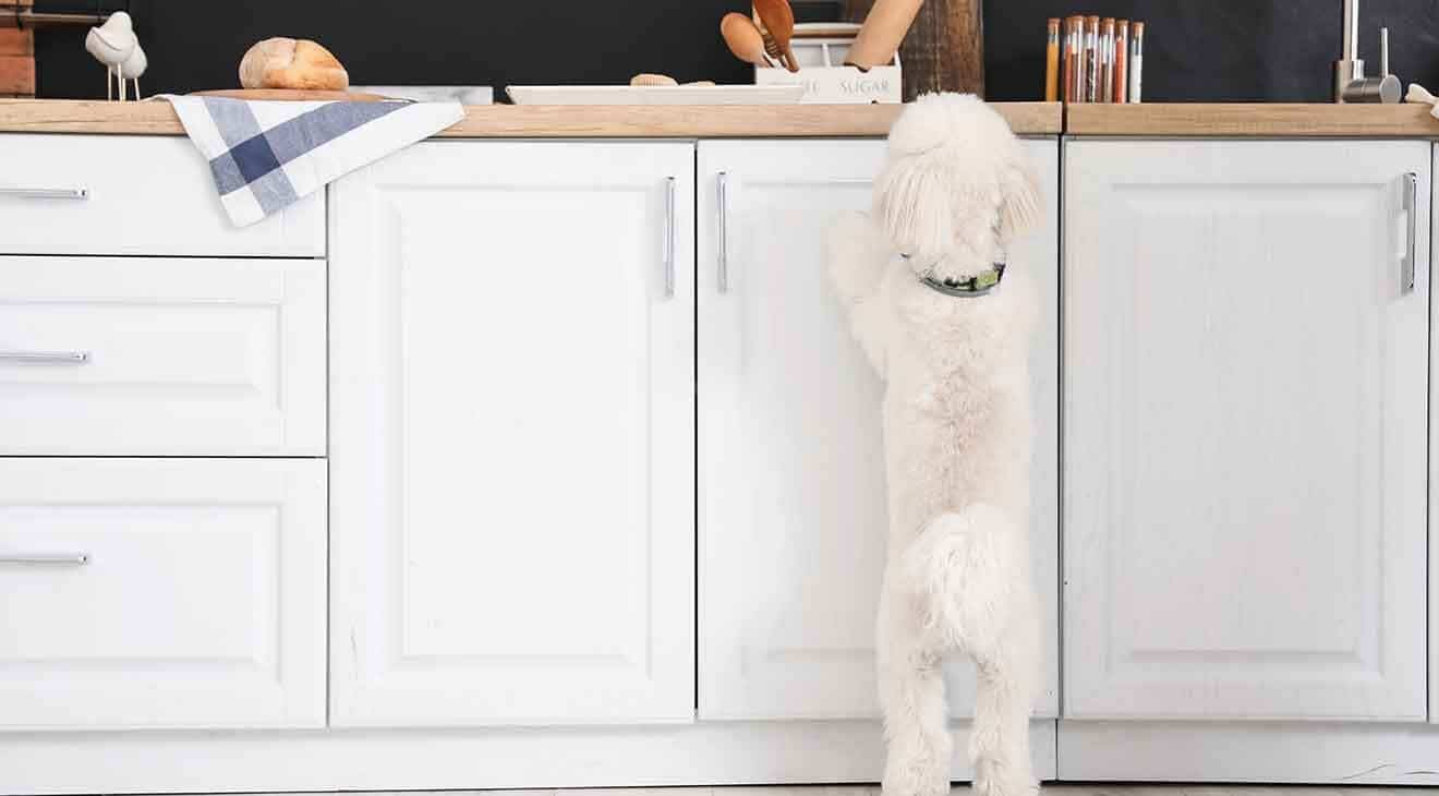 How to Stop a Dog From Counter Surfing - 4 Tips