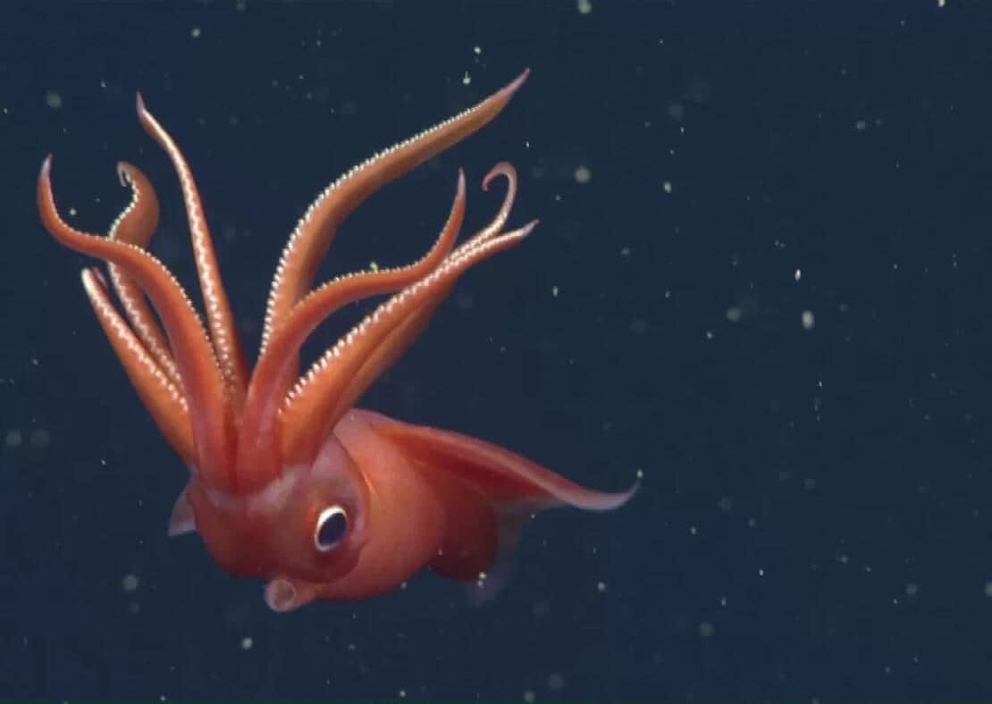 deep water squid tactics