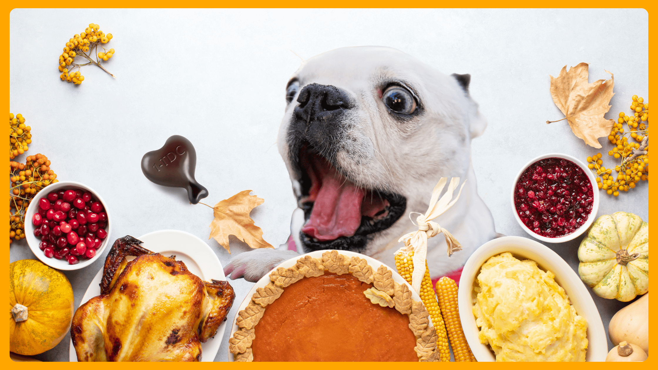 Thankful for Healthy Pets: How to Keep Your Dog’s Joints and Gums Happy During the Holiday Season
