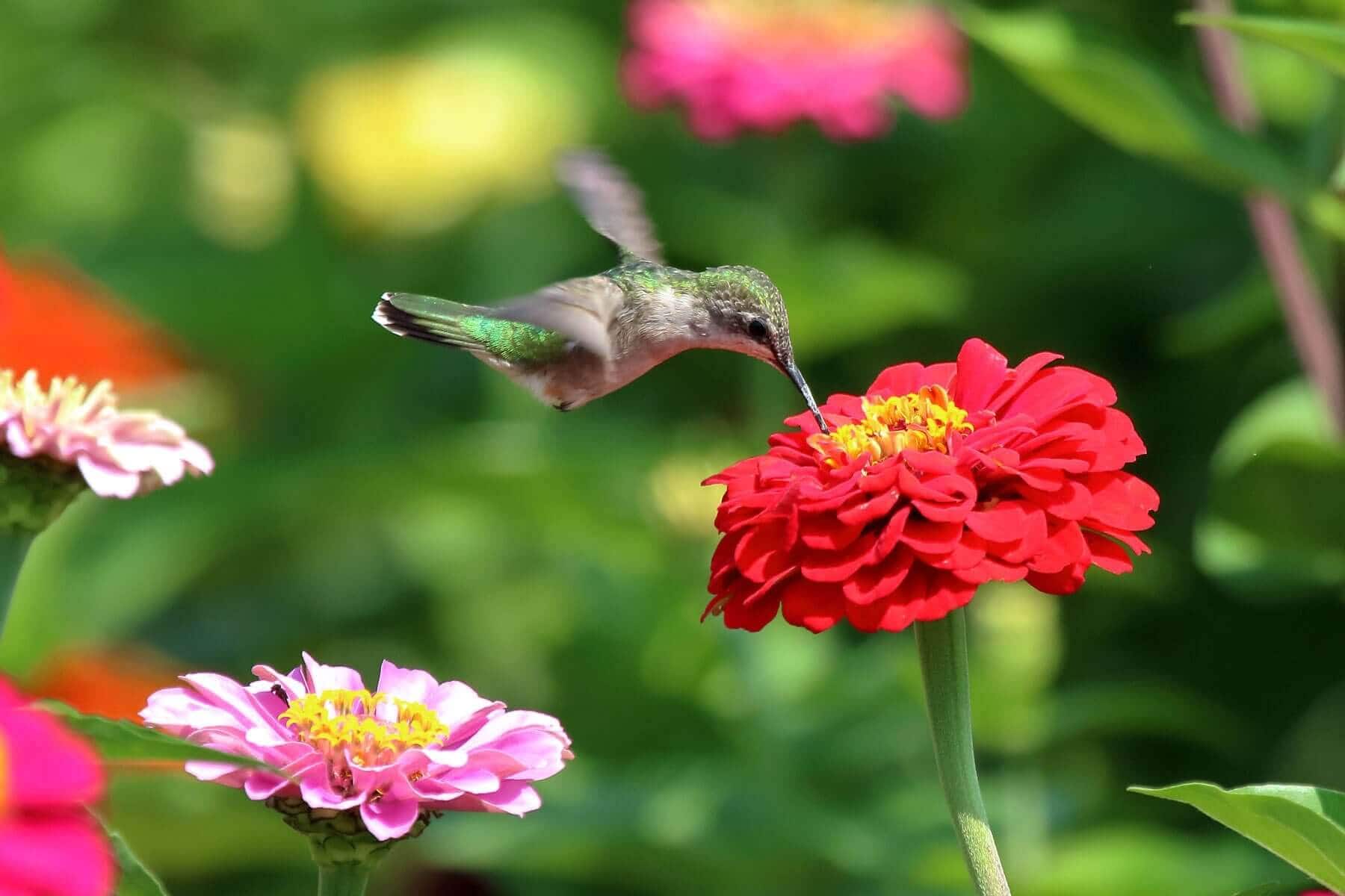 How to Use Red in Your Flower Garden - Longfield Gardens