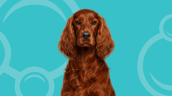Irish Setter Temperamen