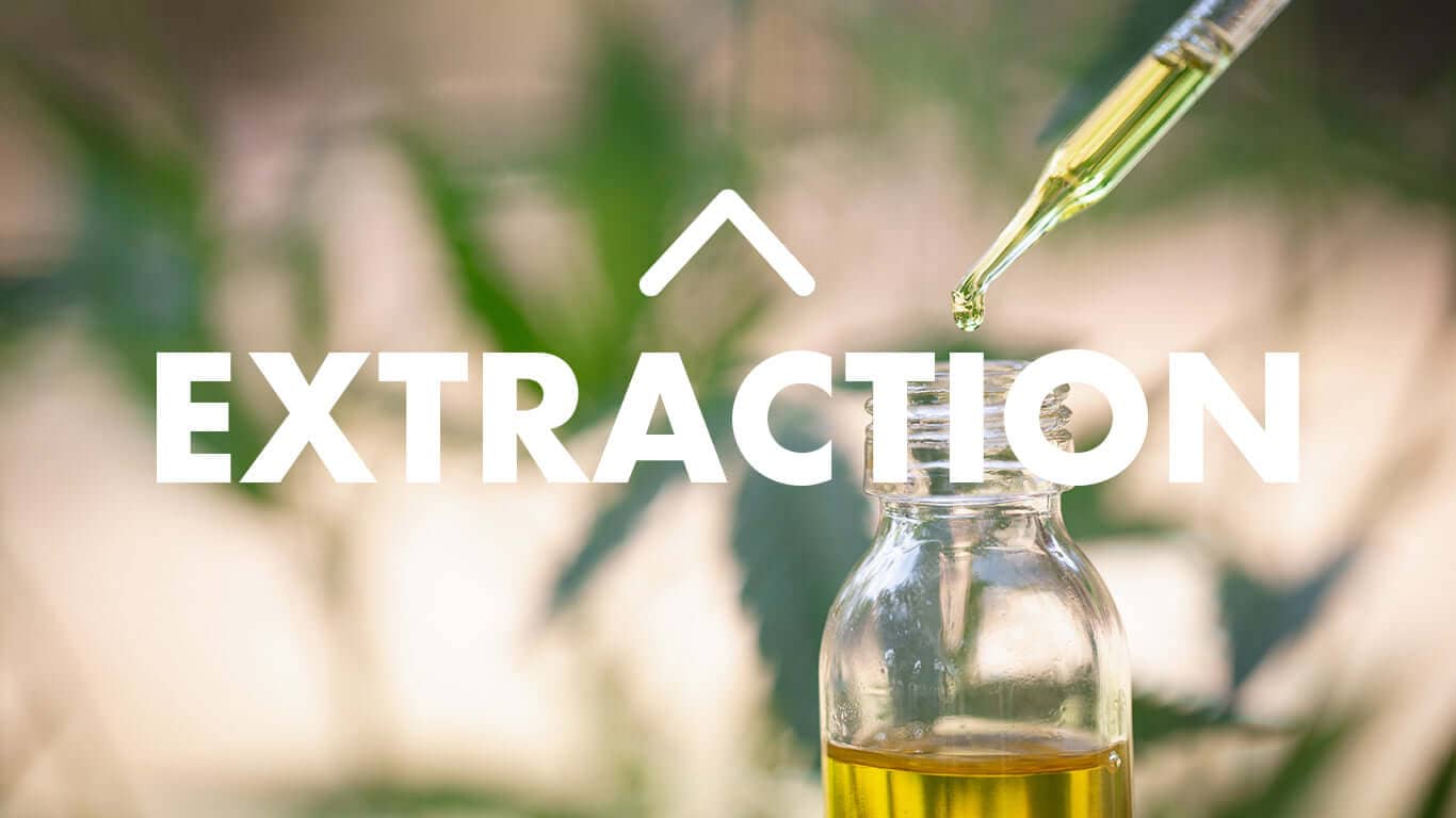 Oil dripping from a dropper into a glass bottle, with the word Extraction over blurred hemp leaves
