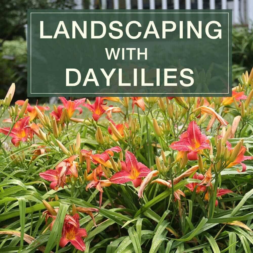 Landscaping with Daylilies