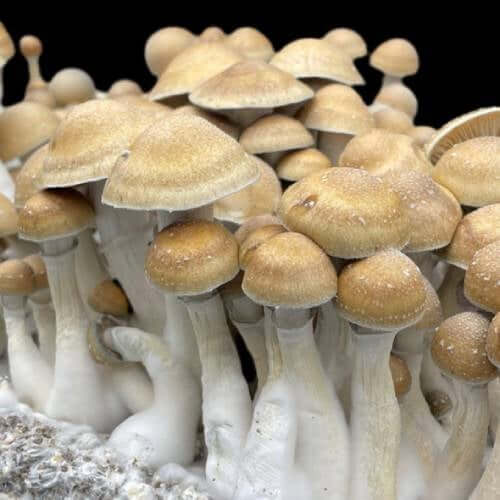 Golden Mam mushrooms