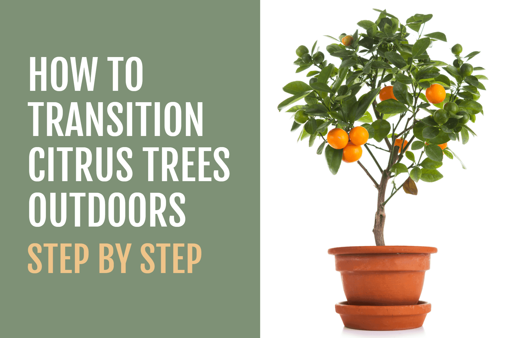 How to Transition Citrus Trees Outdoors in the Spring