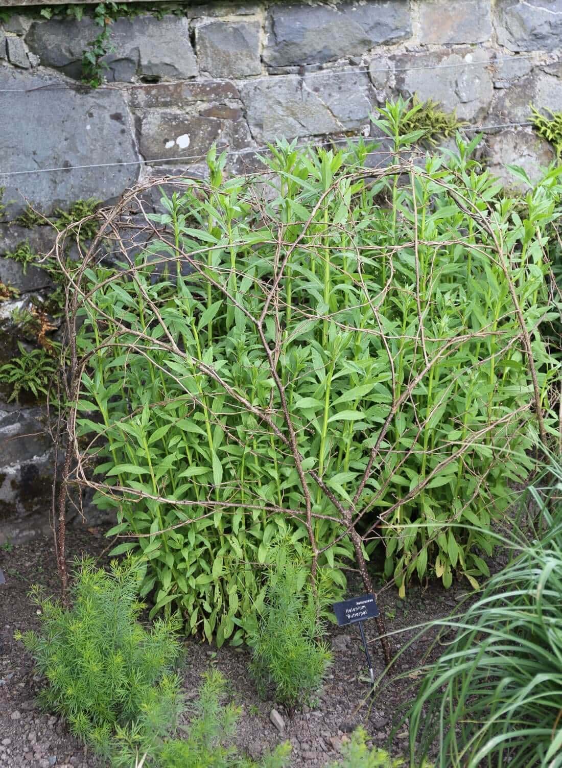 DIY Plant Supports - Longfield Gardens