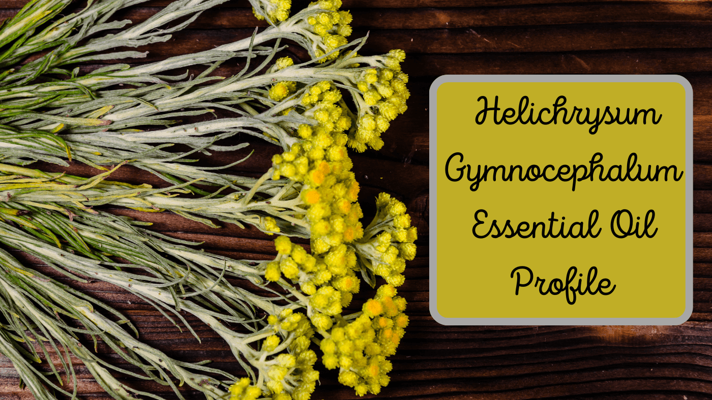 The Low Down on Helichrysum Gymnocephalum