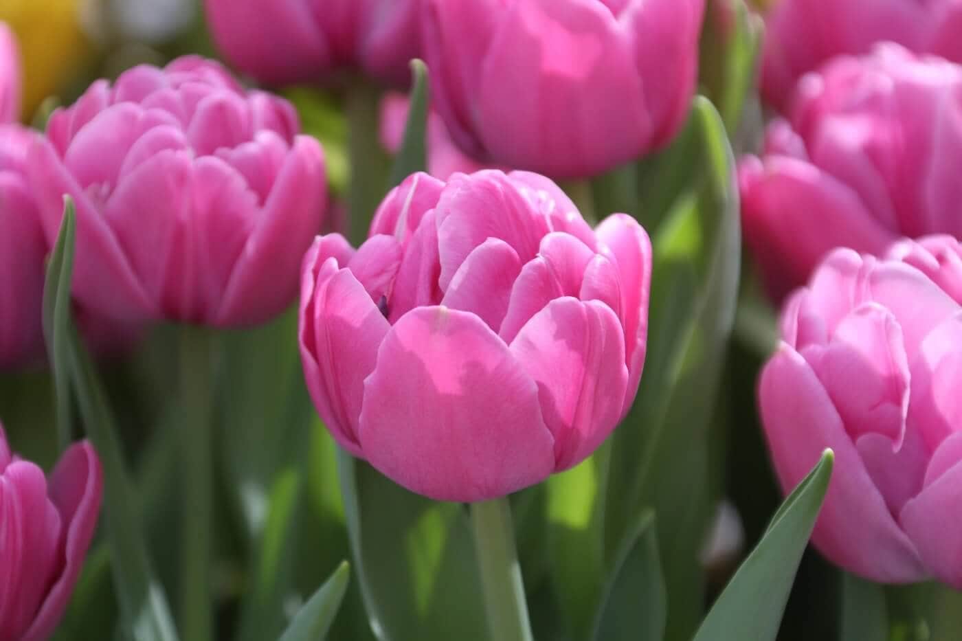 Tulip_Longfield_Gardens_Double_Flag.jpg?v=1765890654