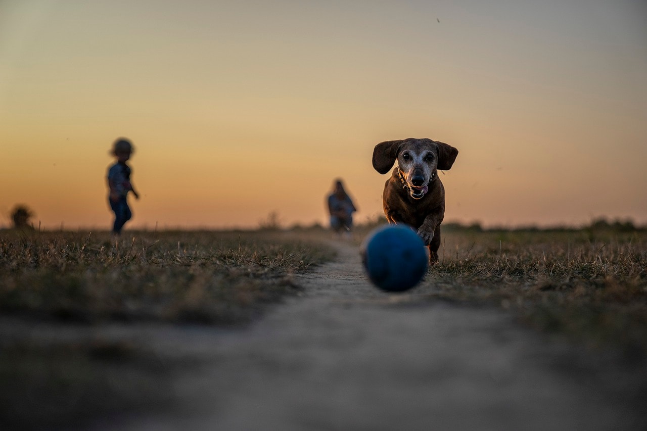 How to Wash Dog Blankets at Home: Keep Your Furry Friend Fresh and Healthy