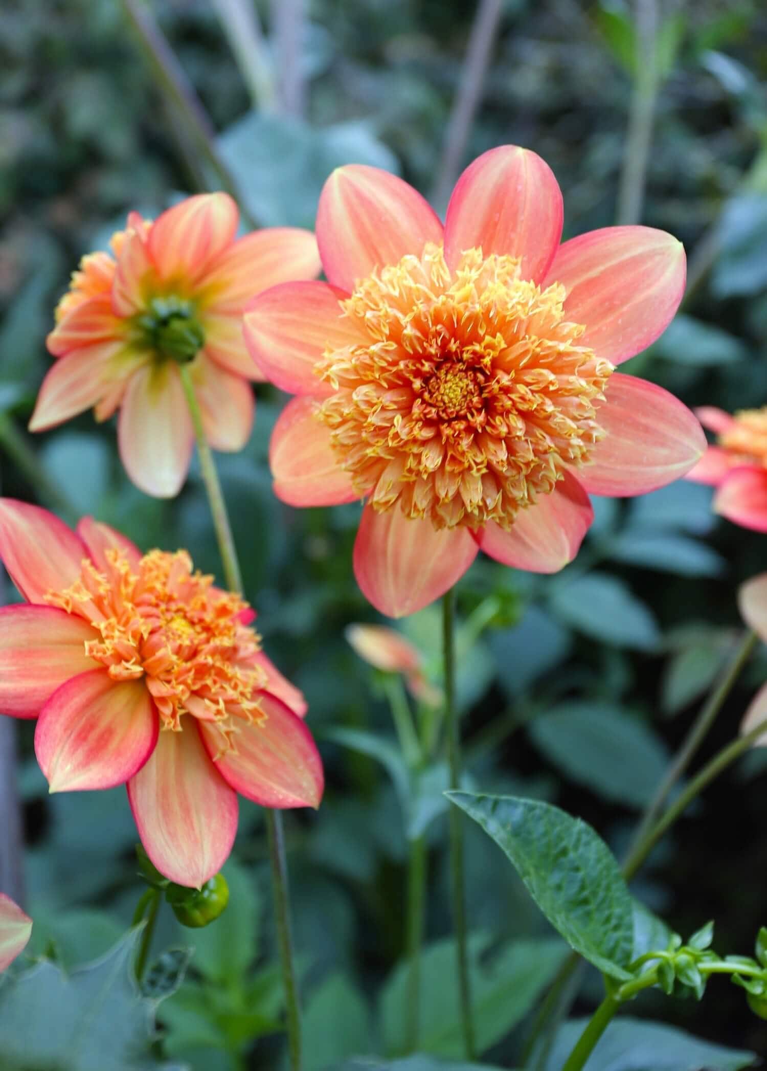 Types of Dahlias - Flower Styles and Sizes - Longfield Gardens