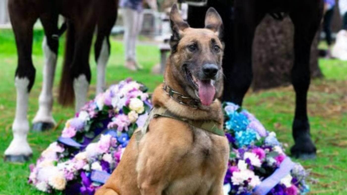 Manic: From Abandoned Puppy to Battlefield Hero