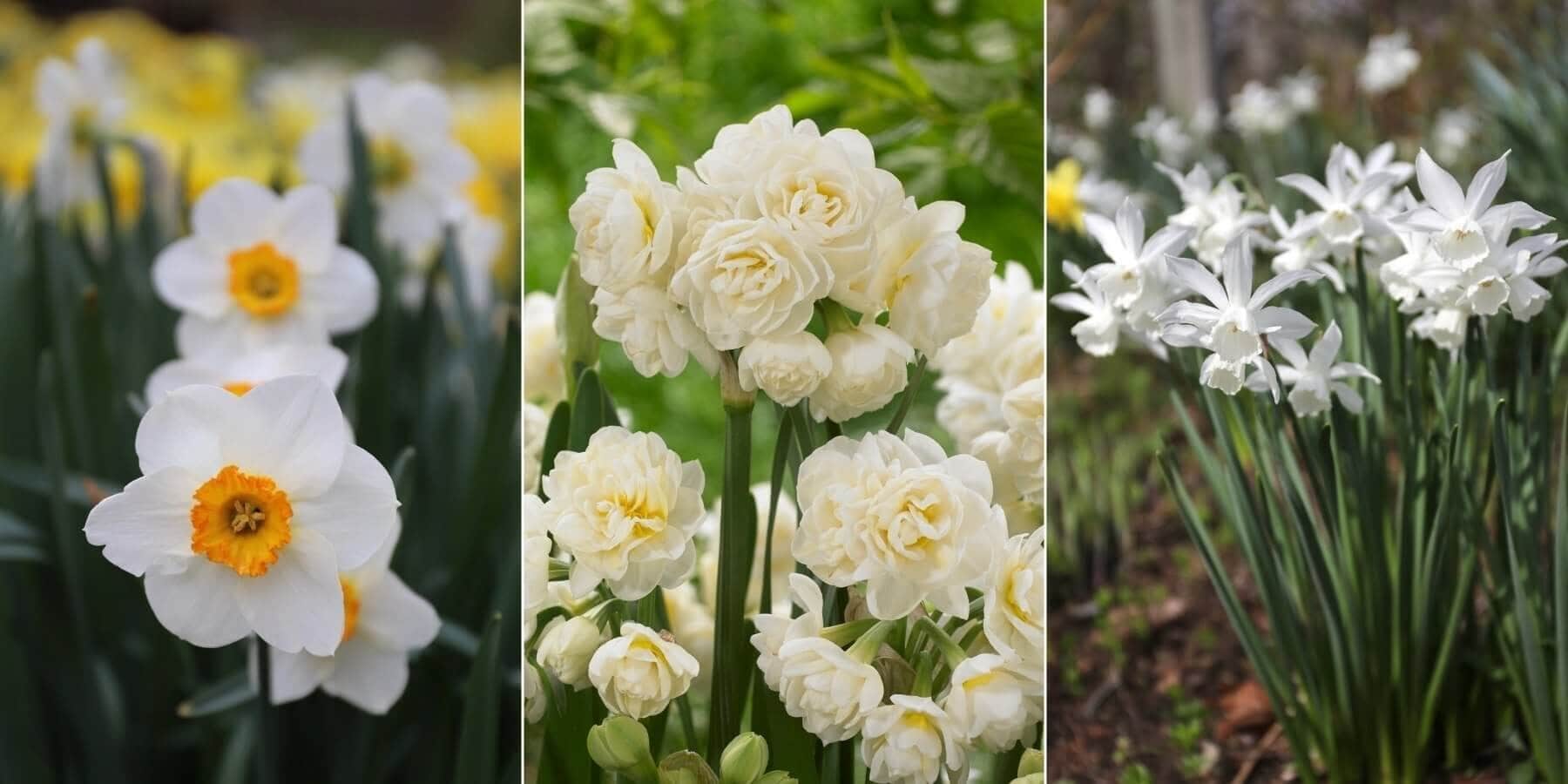 Best Daffodils for the South - Longfield Gardens