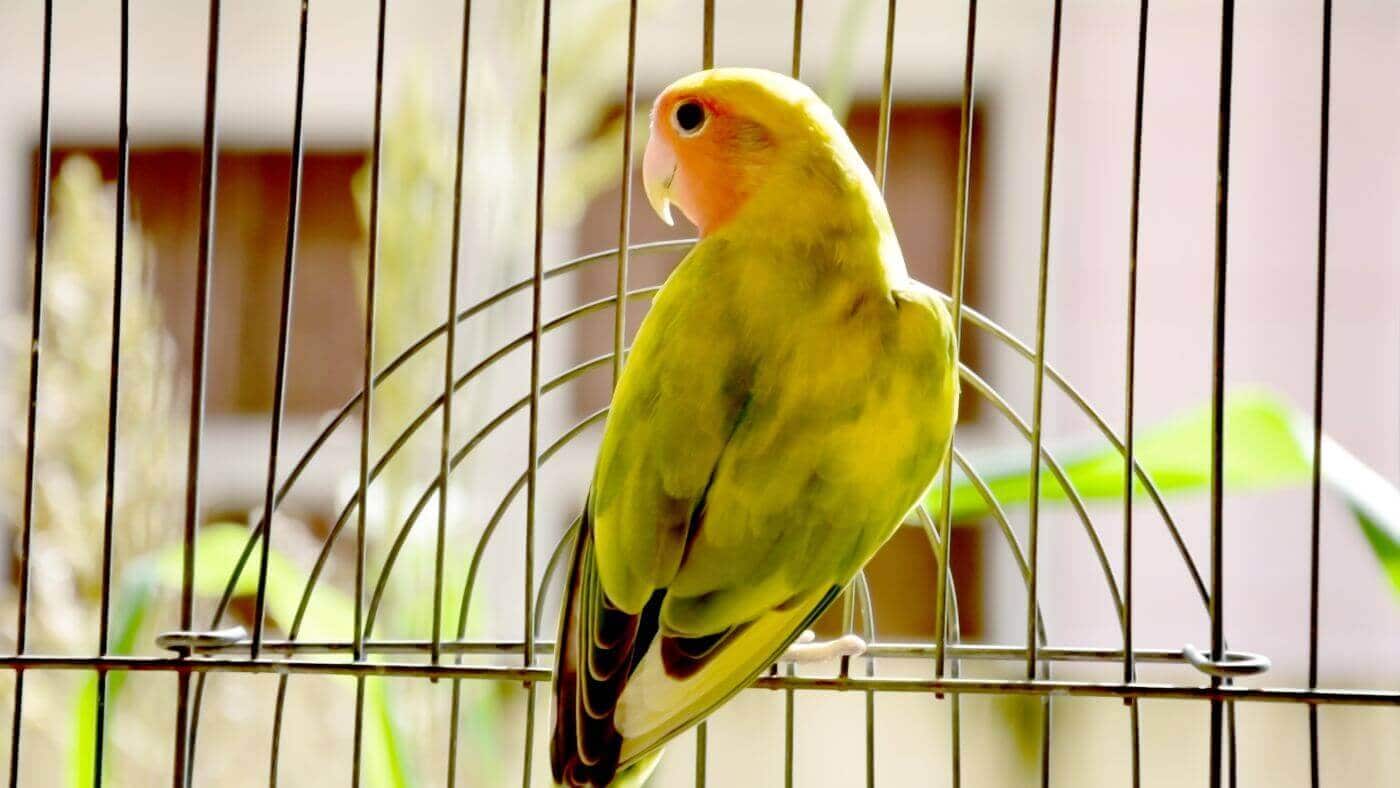 Lovebirds as Pets