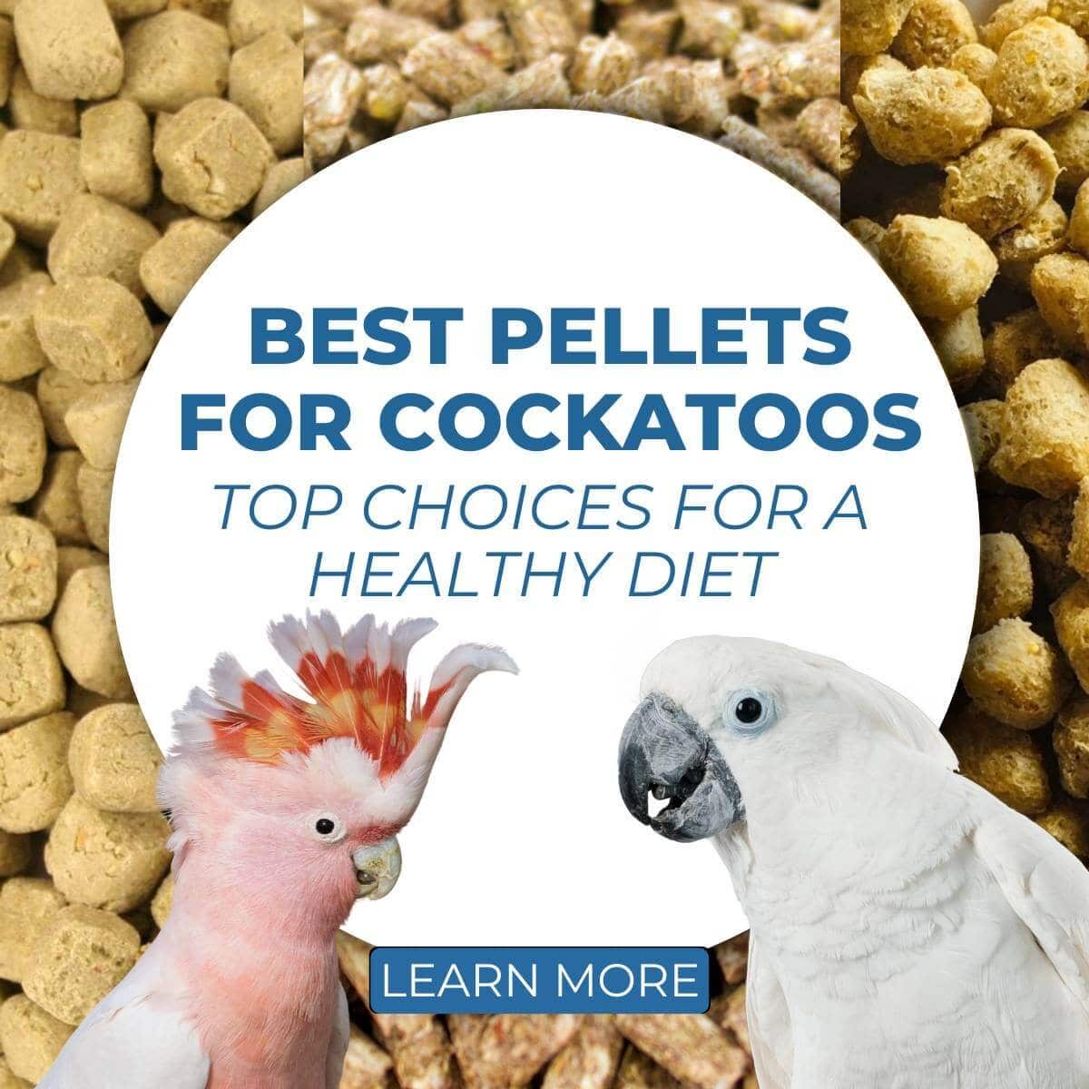 Best Pellets for Cockatoos: Top Choices for a Healthy Diet