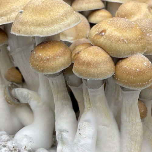 Hillbilly Cubensis Liquid Spores