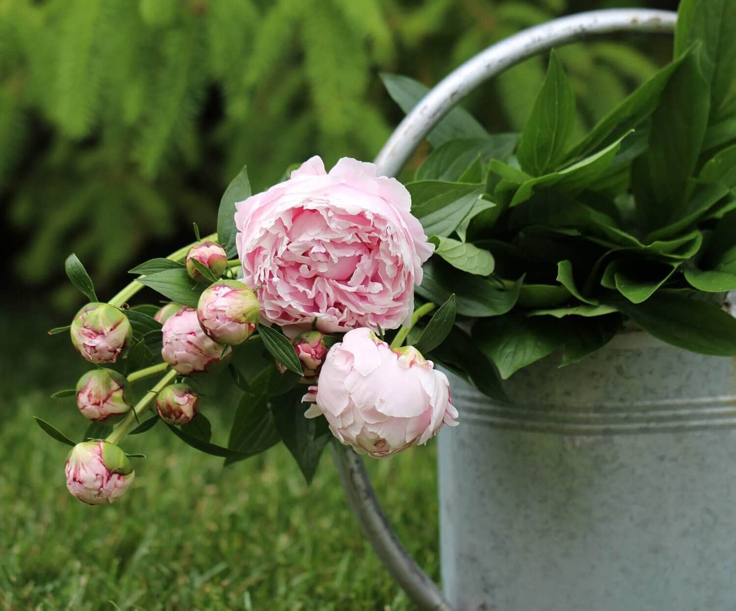 peony-sarah-bernhardt